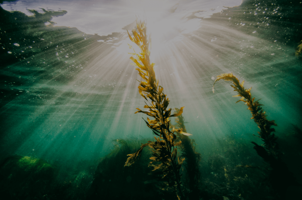 Oceans of Possibilities Looking to the Sea for Food Trends (1) (1)