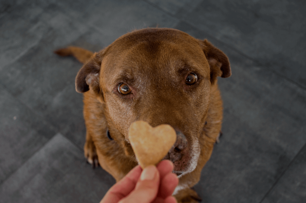 Dog food market trends in the US