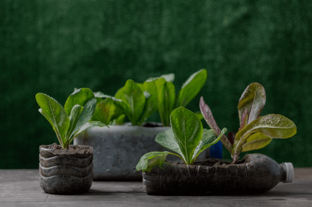 Global Upcycled Materials in Packaging