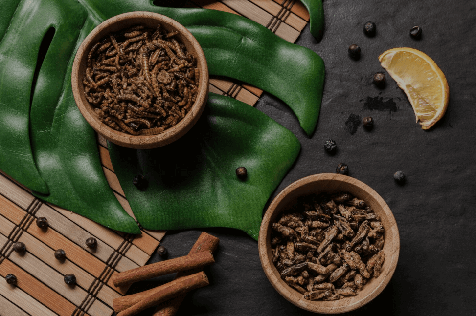 Insect-Derived Ingredients