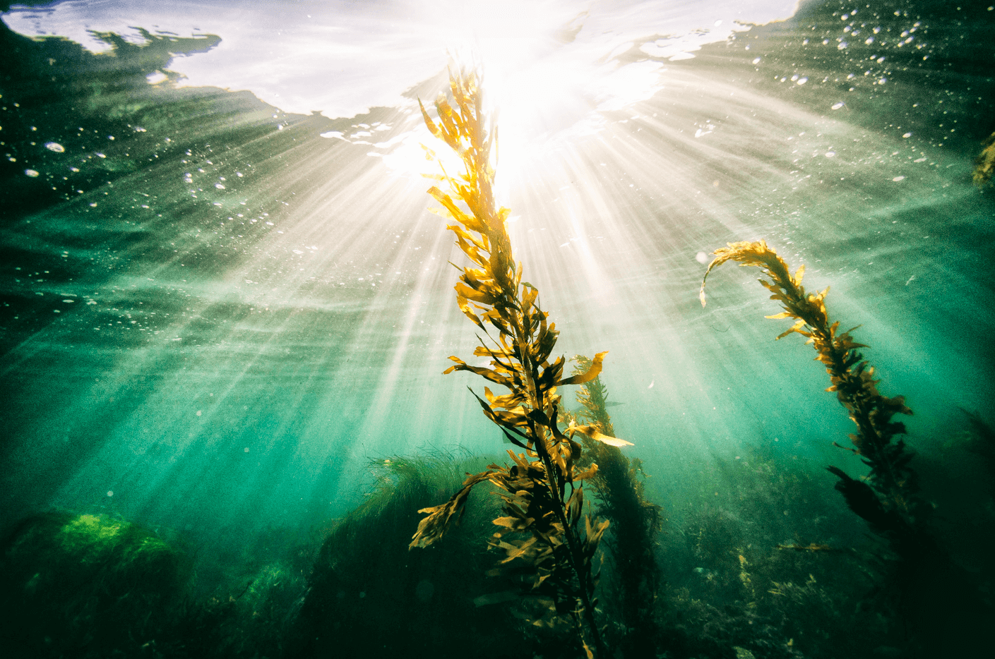 Global Food Trend - Oceans of Possibilities. food and beverage NPD