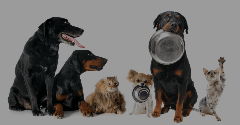 Pet food trends globally