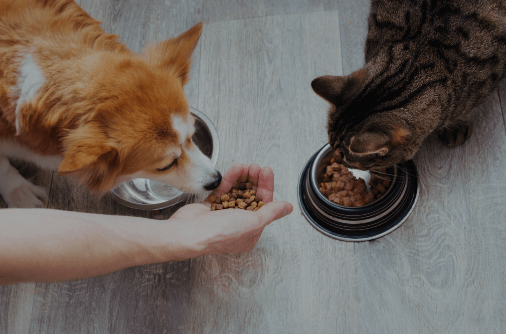 Pet Food Ingredients
